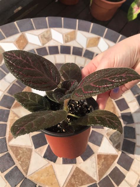 Episcia Kee Wee Etsy