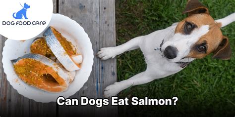 Can Dogs Eat Salmon? Effects of Salmon for Dogs as a Dog Food - Dog ...