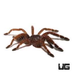 Peach Earth Tiger Tarantula Phormingochilus Sp Rufus For Sale