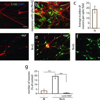 (PDF) Satellite glial cells modulate cholinergic transmission between ...