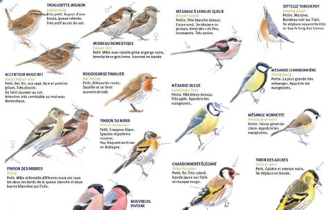 Ce Week End Tout Le Monde Compte Les Oiseaux France 3 Bretagne