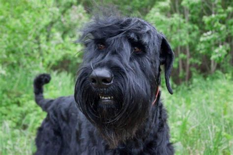 Black Russian Terrier A Z Animals