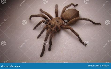 Tarantula Close Up Tarantula Spider Isolated On White Background