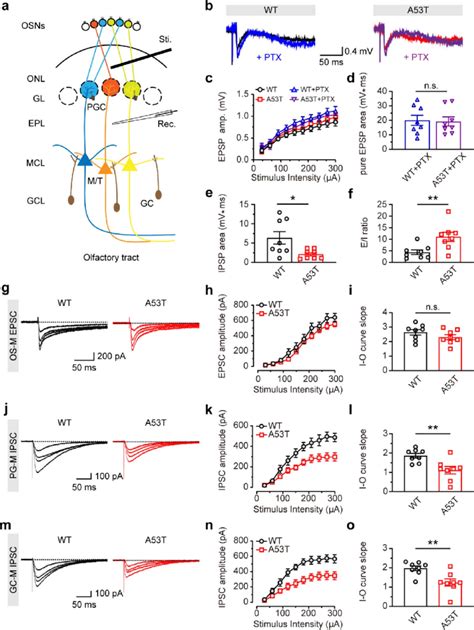 The Excitation Inhibition Imbalance In OB Of 6 Month Old SNCA A53T