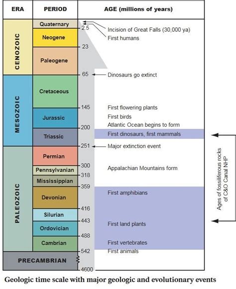 Scale Showing The Different Geological Time Eras And Periods And Major