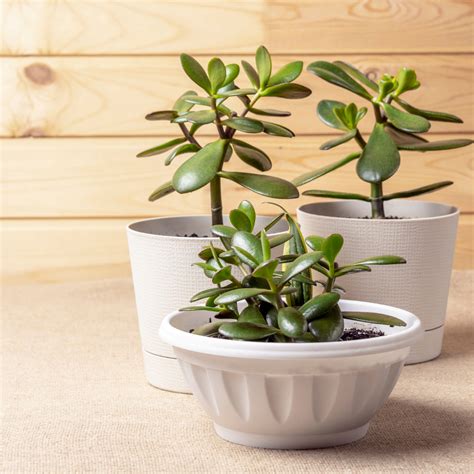 Consejos Esenciales Para Cuidar La Crassula Ovata Hobbit