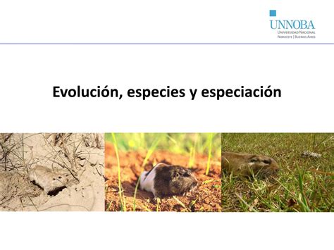 Solution Genetica Evoluci N Especies Y Especiaci N Studypool