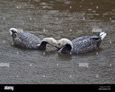 Pair Of Emperor Geese Chen Canigica Bonding Stock Photo Alamy