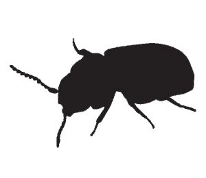 Biscuit Beetle Treatment Local Apex Pest Control Services