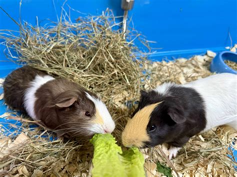 Featured pets: Elijah and Judd - The Vermont Journal & The Shopper