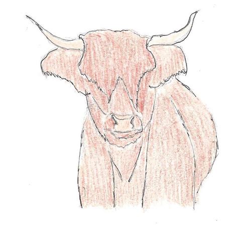 Highland Cow sketch by soulwrte on DeviantArt