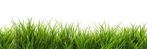 AI generated green grass on a transparent background 35995914 PNG