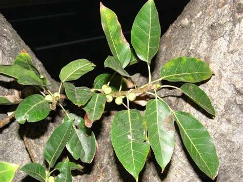 Ficus Nota Alchetron The Free Social Encyclopedia