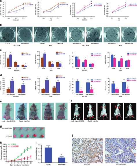 Mir 638 Inhibits Gc Cell Proliferation In Vitro And In Vivo A Cell Download Scientific