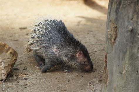 Portrait of cute porcupine. The Malayan porcupine or Himalayan ...