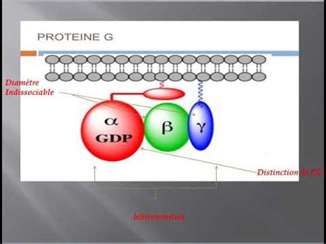 Les Prot Ines G Cl S De La Signalisation Cellulaire