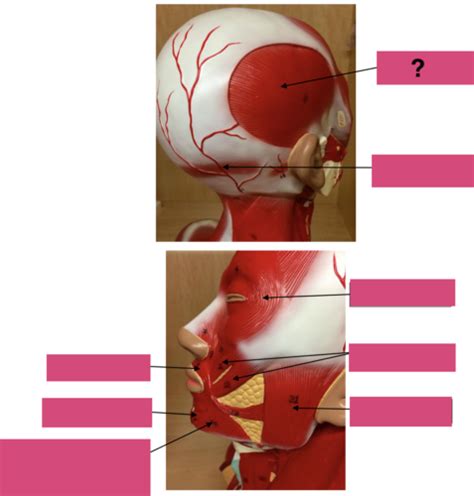 Muscles Of Head And Neck Flashcards For Biology Study Flashcards Quizlet