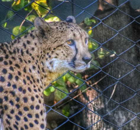 Portraits Of Sacramento Zoo Animals: 8 Photos | Sacramento, CA Patch