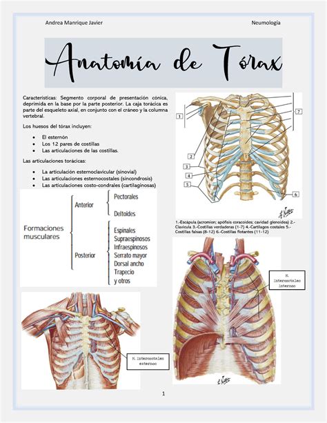 Anatomía Del Tórax Humano