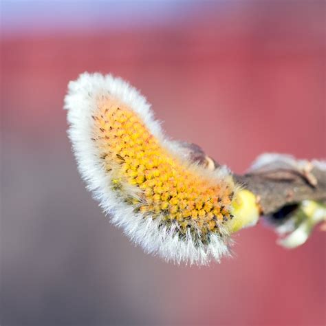 2 000 Free Pussy Willow Nature Images Pixabay