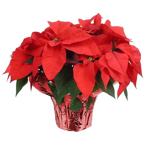 10 Poinsettia Planter Sam S Club