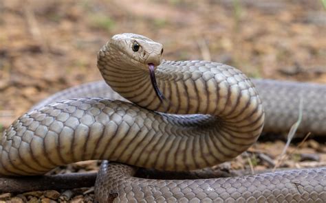 Australian Reptiles List With Pictures & Facts: Discover The Amazing ...