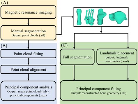 Development And Validation Of Statistical Shape Models Of The Primary