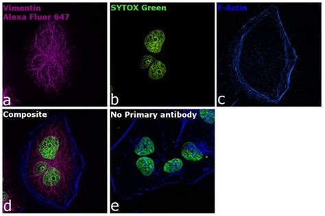 Donkey Anti Chicken Igy H L Highly Cross Adsorbed Secondary Antibody