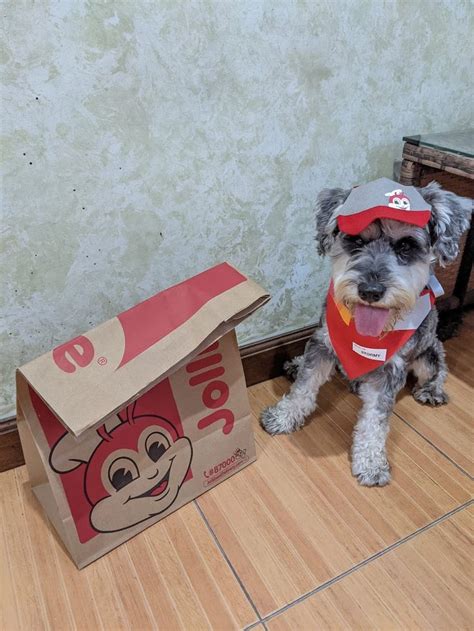 Jollibee dog costume | Diy dog stuff, Dog costume, Dog halloween