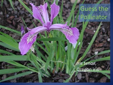 Botanical Sex In The Garden Pptx Beekeeping Hobbies Interests