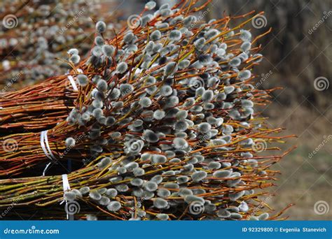 Pussy Willow Bouquets In Park Stock Photo Image Of Branch Symbol