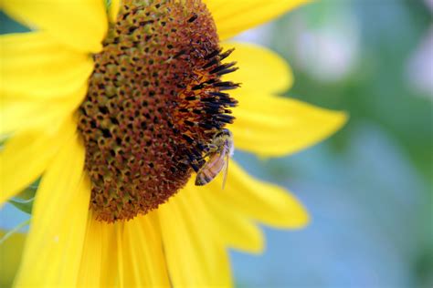 Free Stock Photo Of Bee Sunflower