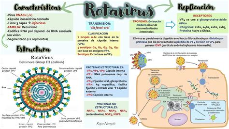 Rotavirus Rotavirus Medicina Humana Udocz