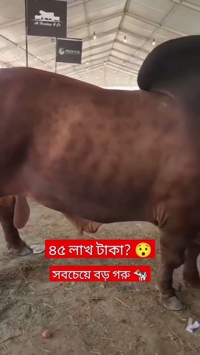 এবারের কোরবানির সবচেয়ে বড় গরু 😯😯 কোরবানীরগরু ঈদুলআযহা বড়গরু