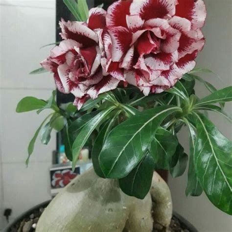 Jual PROMO Berbagi Jenis Tanaman Hias Adenium Cabang Seribu Bunga