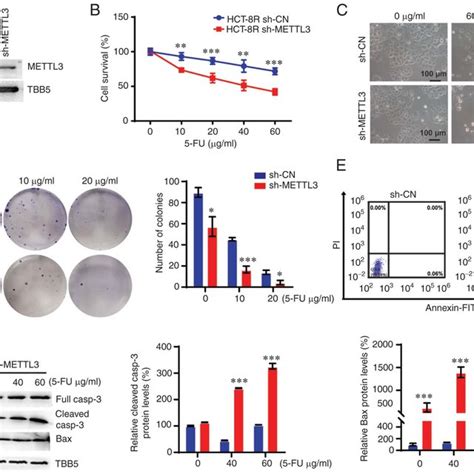 Knockdown Of METTL3 Overcomes 5 FU Resistance In Colorectal Cancer