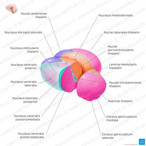 Thalamus Anatomie Aufbau Lage Und Funktion Kenhub