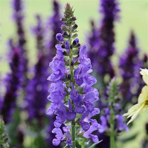 Sky Blue Marvel Salvia Plant Library Pahls Market Apple Valley Mn