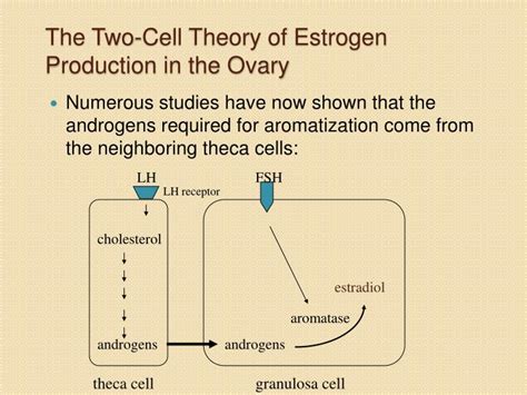 Ppt Steroid Hormonescongenital Adrenal Hyperplasia And Testicular Feminaization Powerpoint