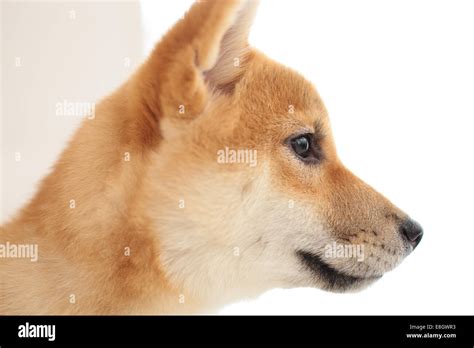 Shiba Side Profile Hi Res Stock Photography And Images Alamy