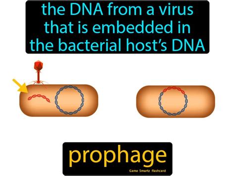 What Is Prophage?