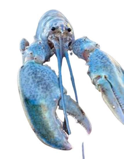 Hattie the Cotton Candy Blue Lobster staring at you Memes - Imgflip