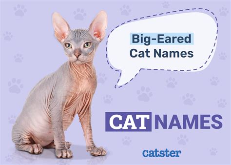 190 Big Eared Cat Names Creative And Funny Ways To Call Your Pet