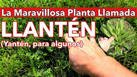 El Llant N Una Maravilla De La Naturaleza Plantago Yant N