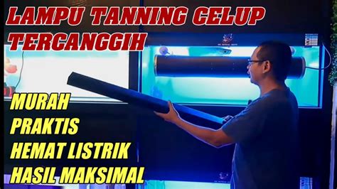 ARWANA MERAH WAJIB TANNING LAMPU TANNING ARWANA SUPER RED MURAH