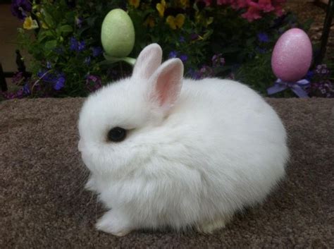 1000+ images about Netherland dwarf bunny on Pinterest | Names ...