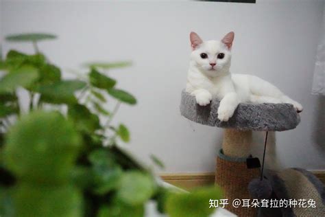 猫咪绝育经验分享😇 知乎