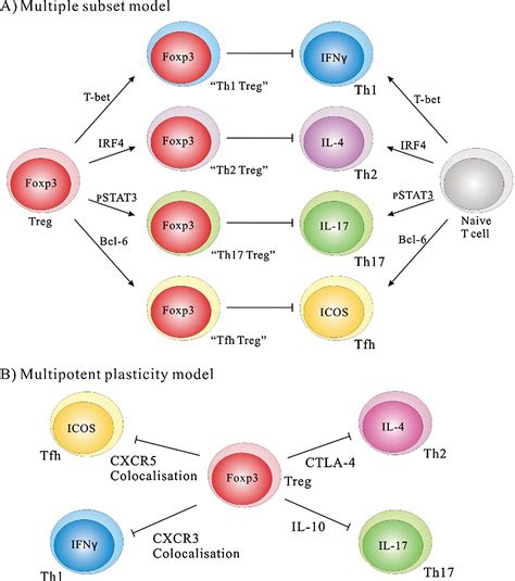 Immune Tolerance Are Regulatory T Cell Subsets Needed To Explain