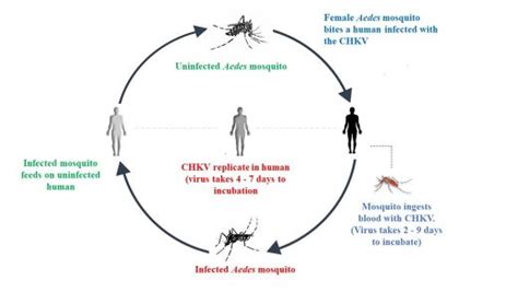 Facts About The Chikungunya National Center For Vector Borne