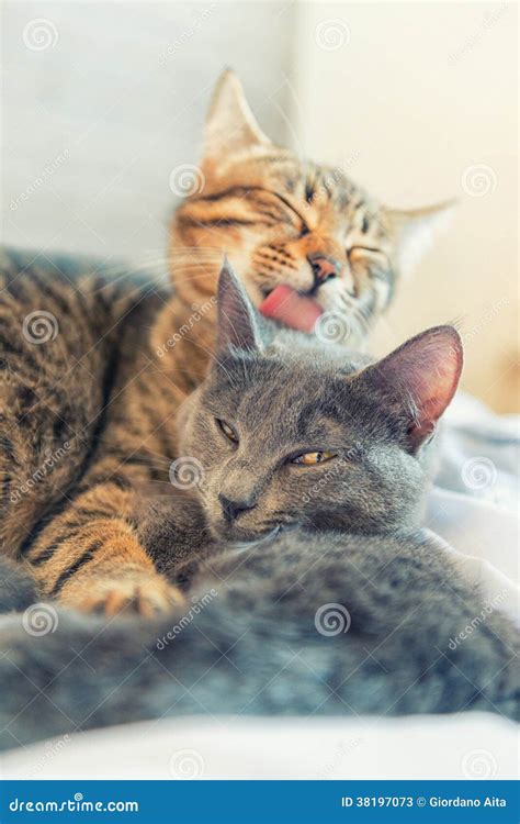 Two Cats Cuddle Themselves Stock Image Image Of Feeling 38197073